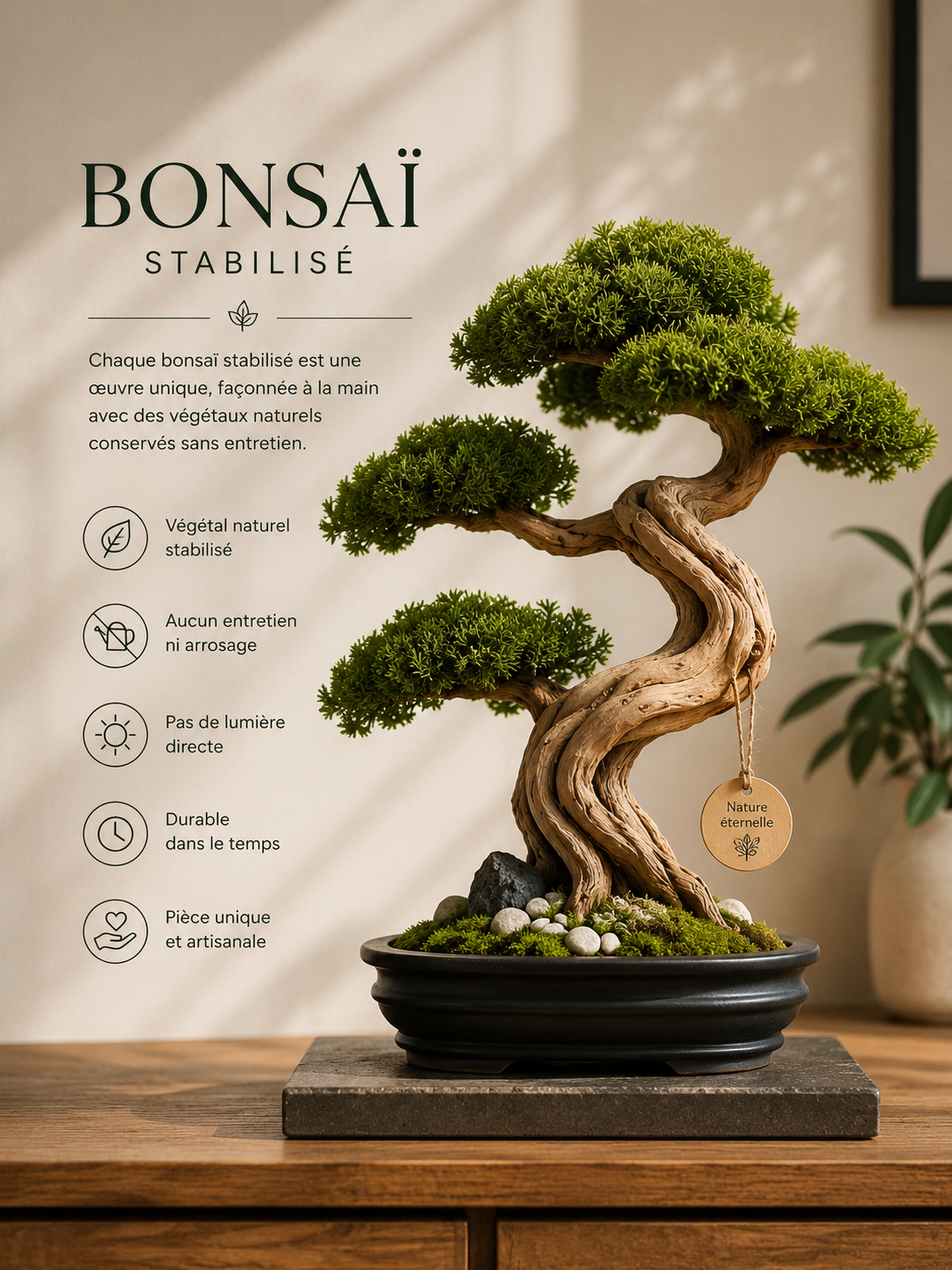 Bonsaïs stabilisés – Art végétal sans entretien