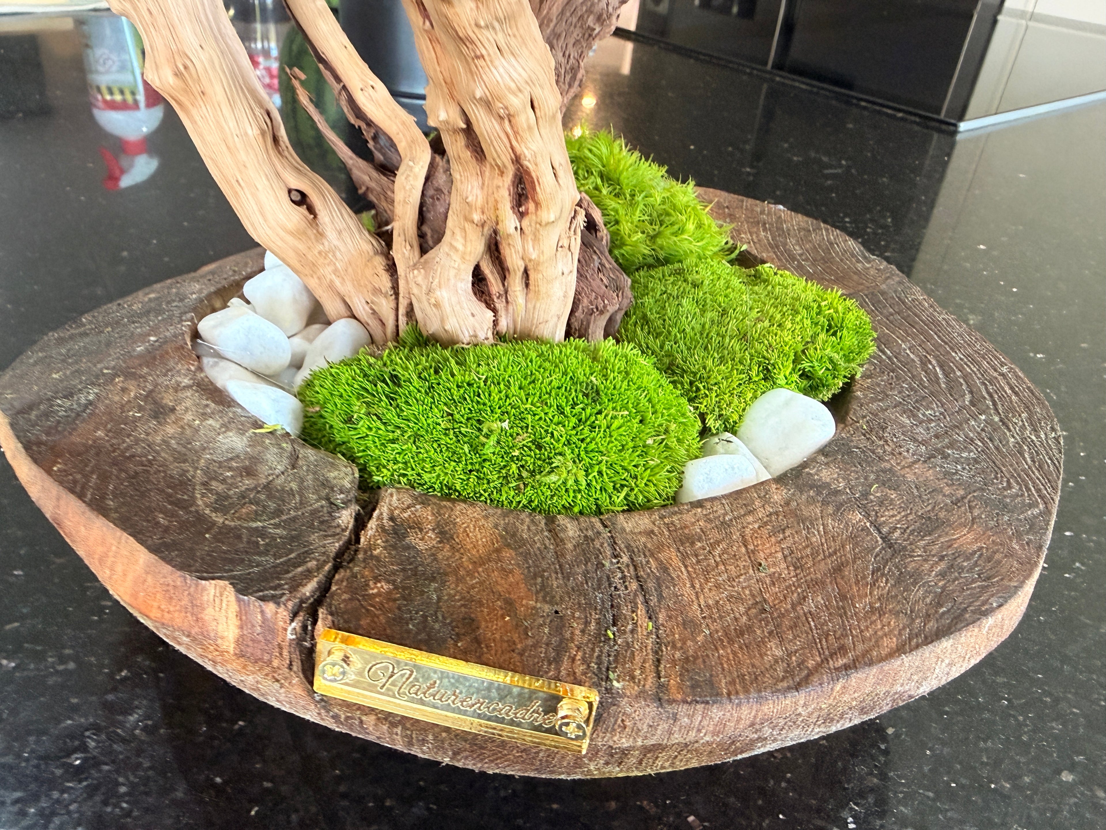 Bonsaï Stabilisé d’Exception sur Coupe en Teck – Pièce Unique- Décoration Zen Naturelle et sans entretien