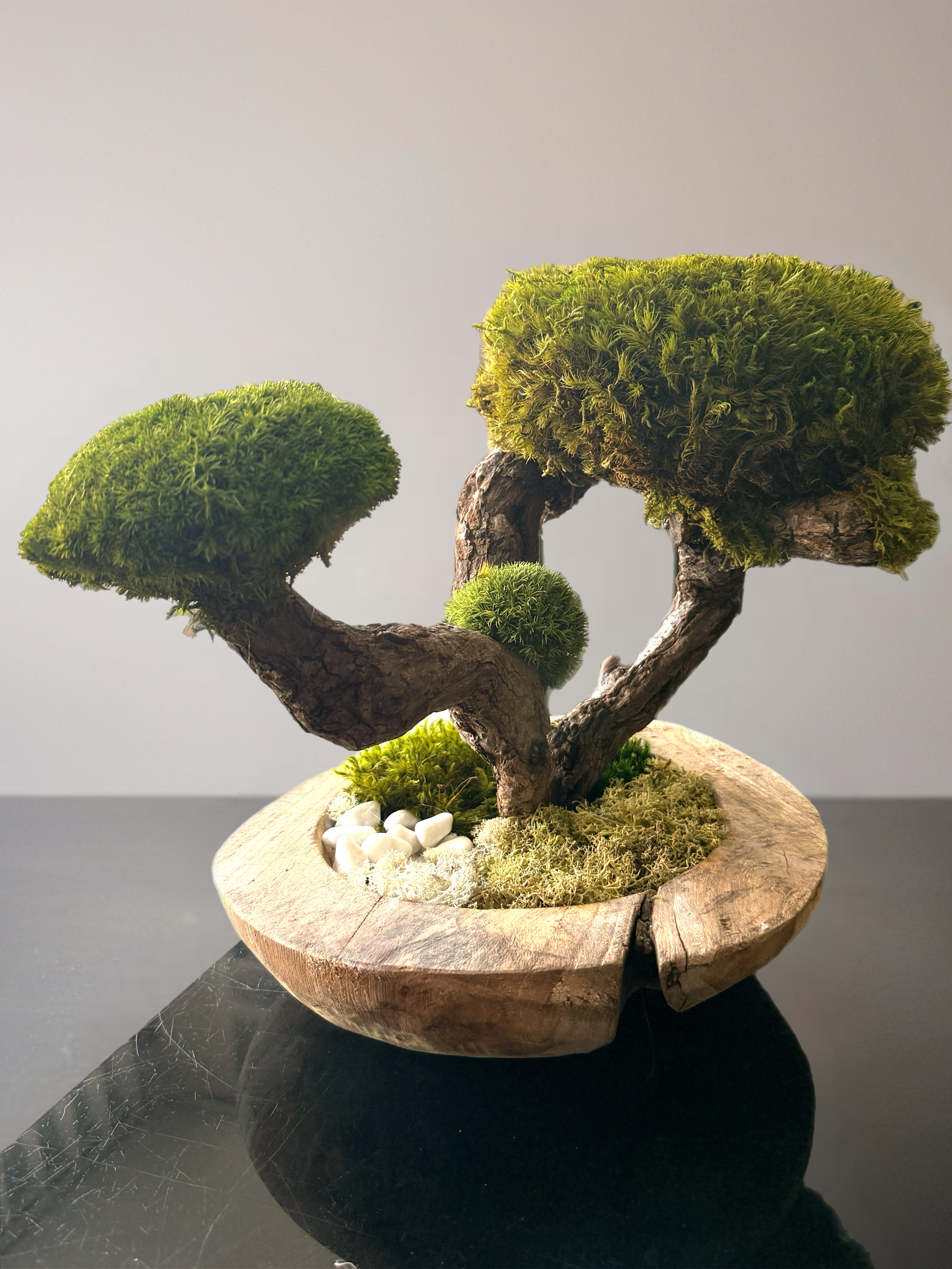 Bonsaï Stabilisé d’Exception sur Pot en Teck – Pièce Unique Artisanale