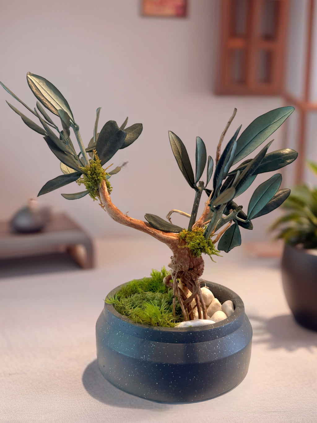 Bonsaï Stabilisé en Olivier Naturel | Décoration Zen Sans Entretien
