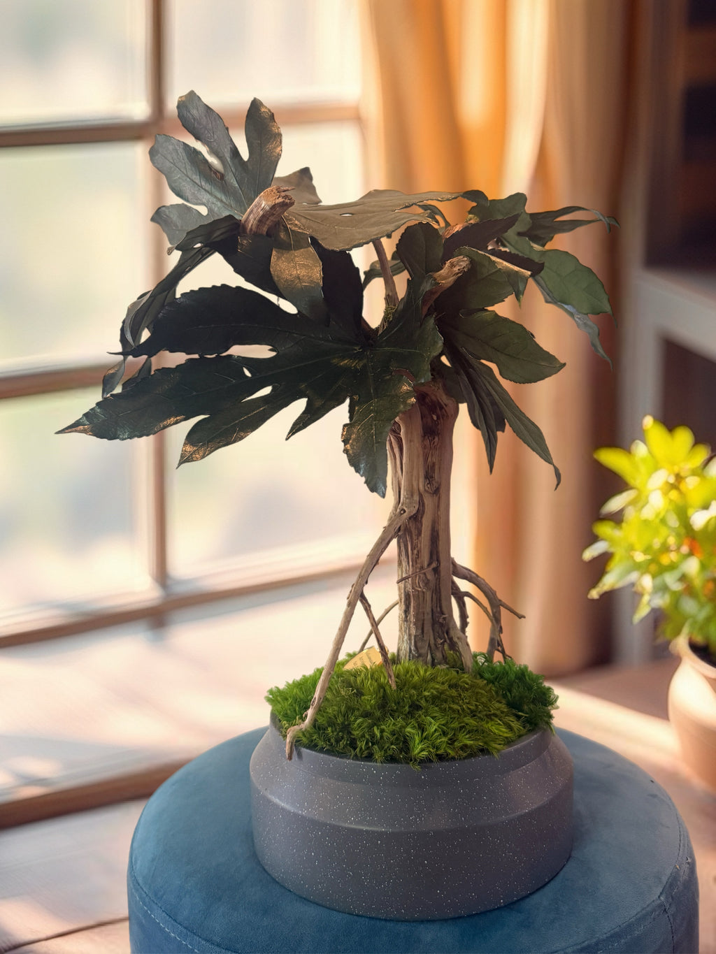 Bonsaï mangrove stabilisé artisanal avec mousse naturelle et bois flotté dans pot en céramique gris.