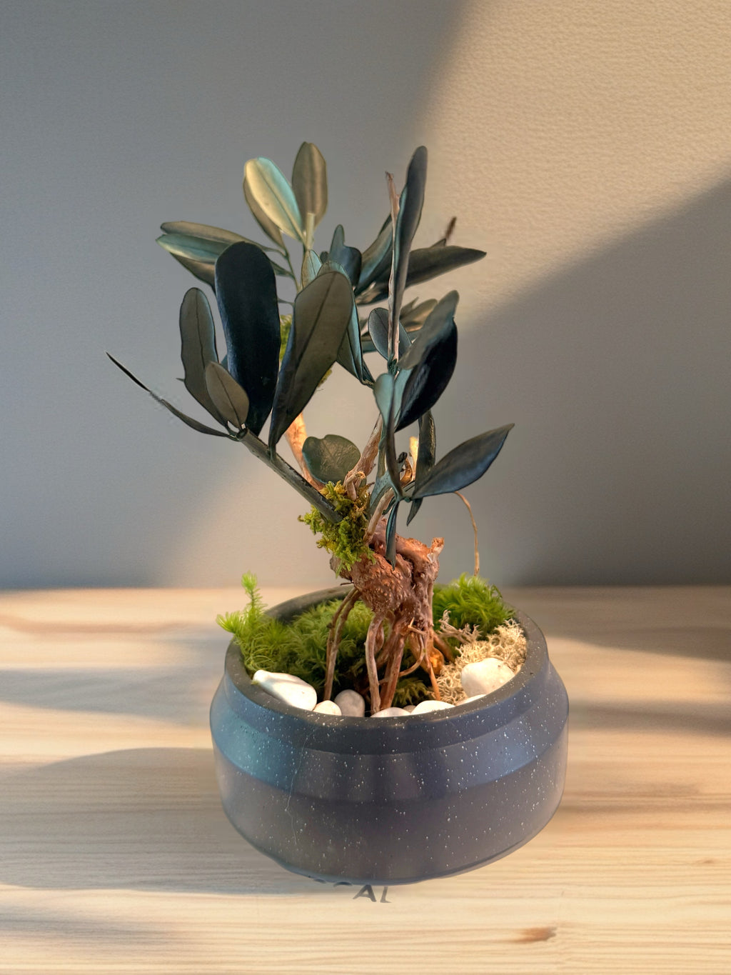 Bonsaï Stabilisé en Olivier Naturel | Décoration Zen Sans Entretien