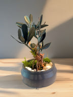 Bonsaï Stabilisé en Olivier Naturel | Décoration Zen Sans Entretien