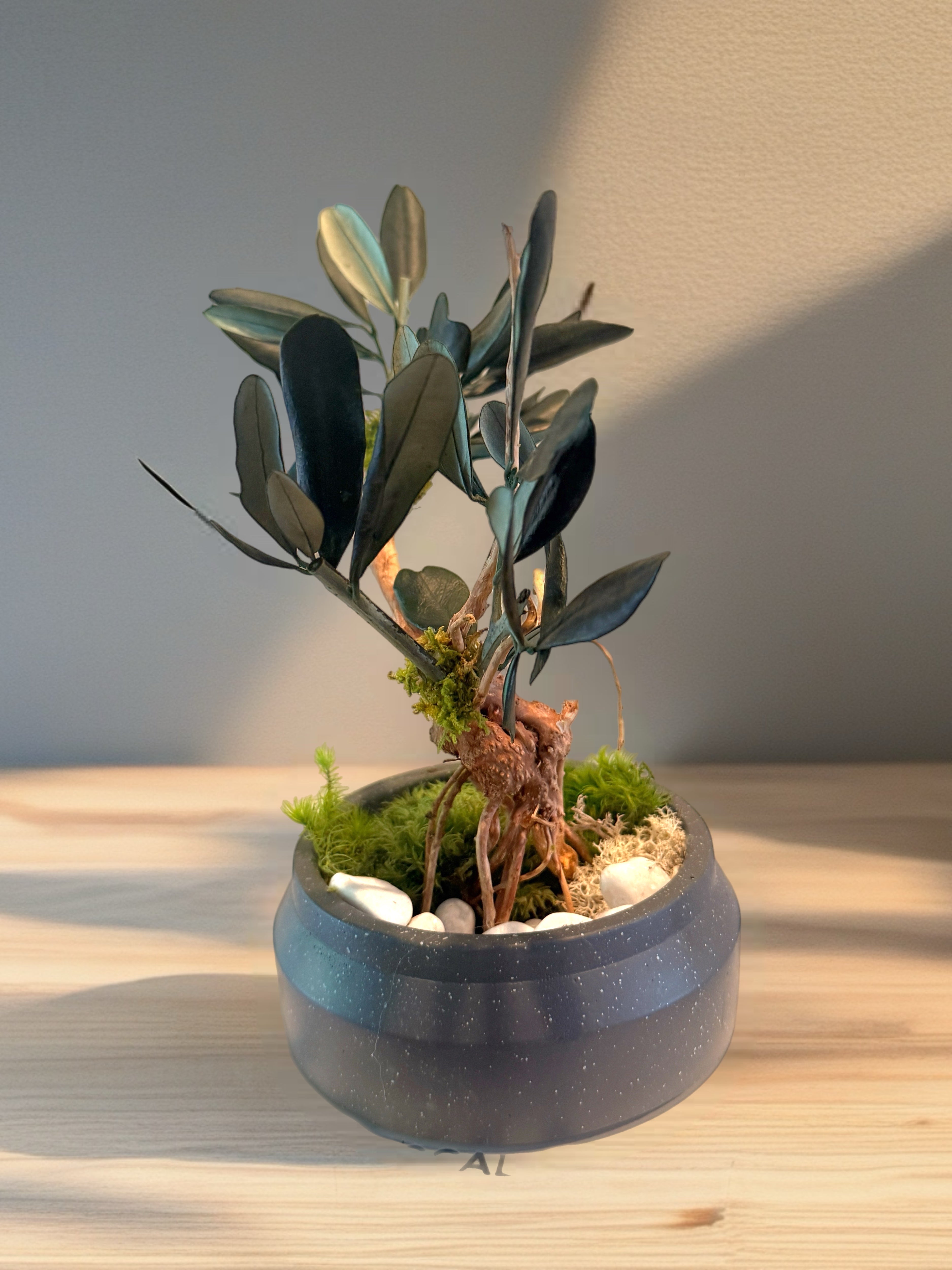 Bonsaï Stabilisé en Olivier Naturel | Décoration Zen Sans Entretien