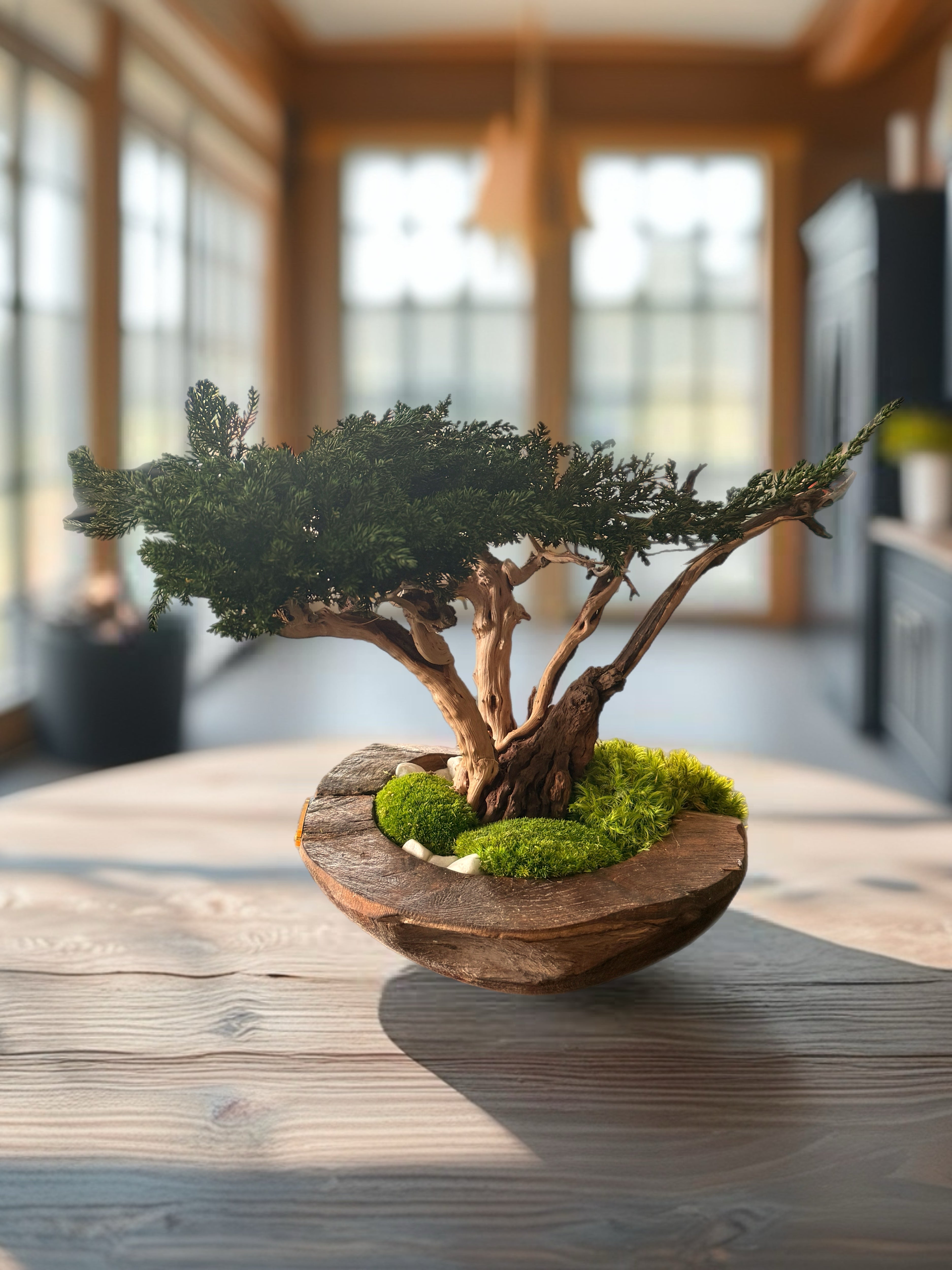 Bonsaï Stabilisé d’Exception sur Coupe en Teck – Pièce Unique- Décoration Zen Naturelle et sans entretien