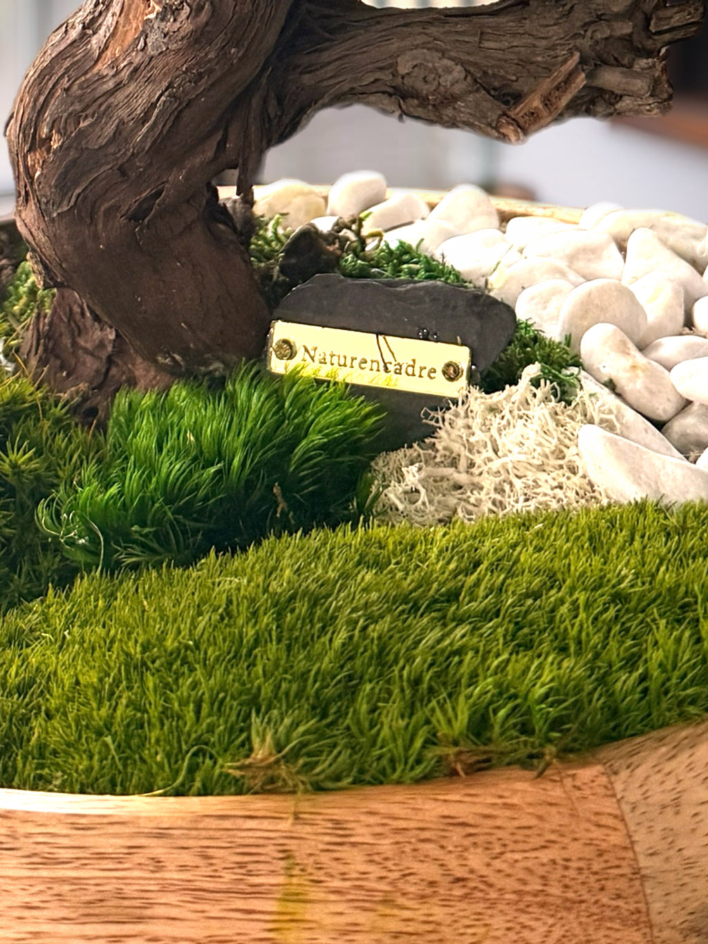 Grand Bonsaï Stabilisé sur Bois de Manguier – 40 cm | Décoration Zen Naturelle Haut de Gamme