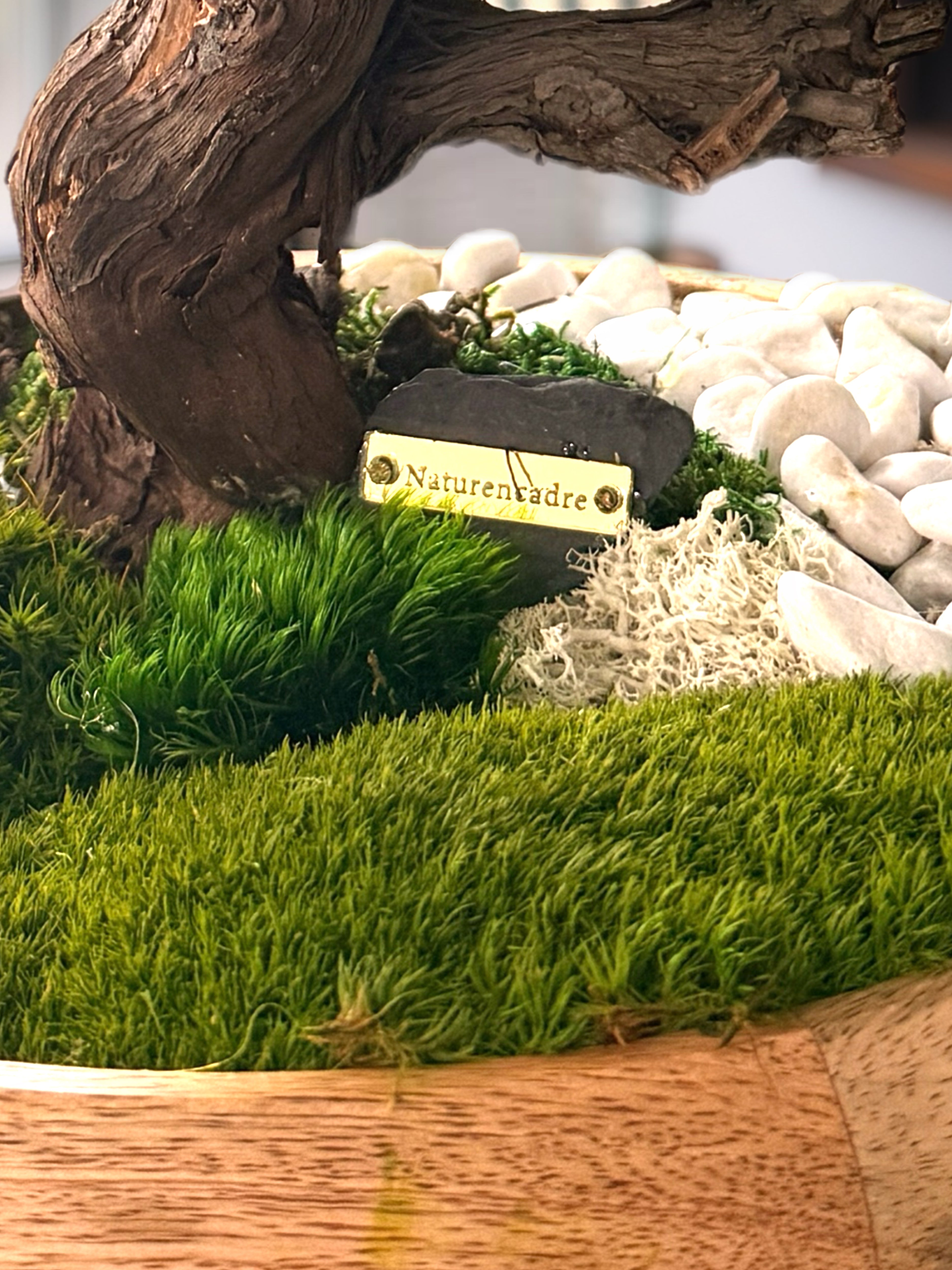 Grand Bonsaï Stabilisé sur Bois de Manguier – 40 cm | Décoration Zen Naturelle Haut de Gamme
