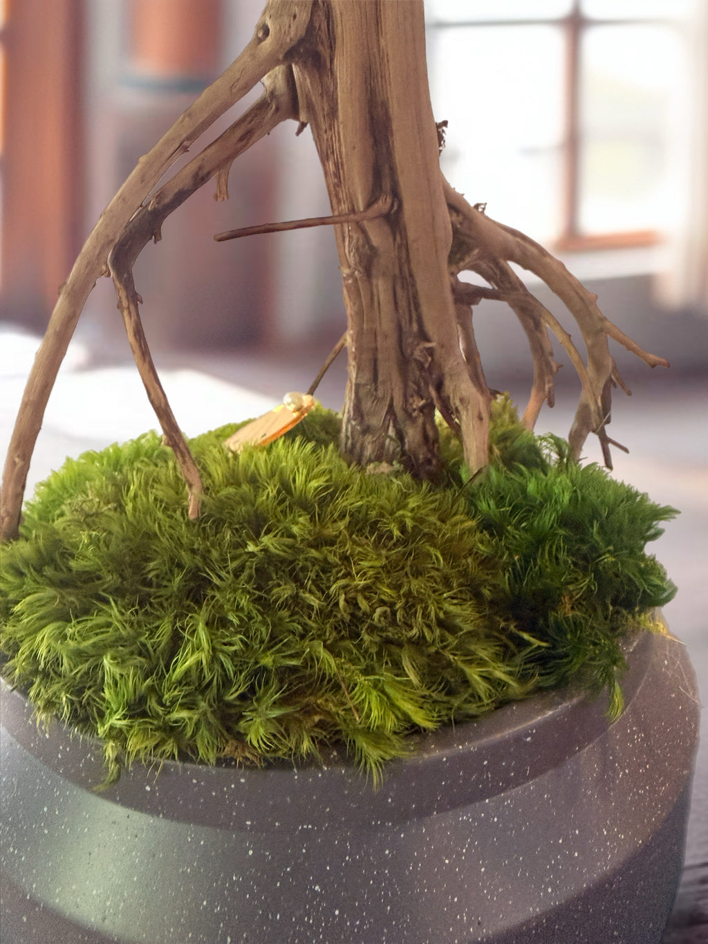Bonsaï Mangrove Stabilisé XL –arbre Tropical en Bois Flotté – Sculpture Végétale Naturelle – Décoration Japandi Haut de Gamme – Pièce Unique