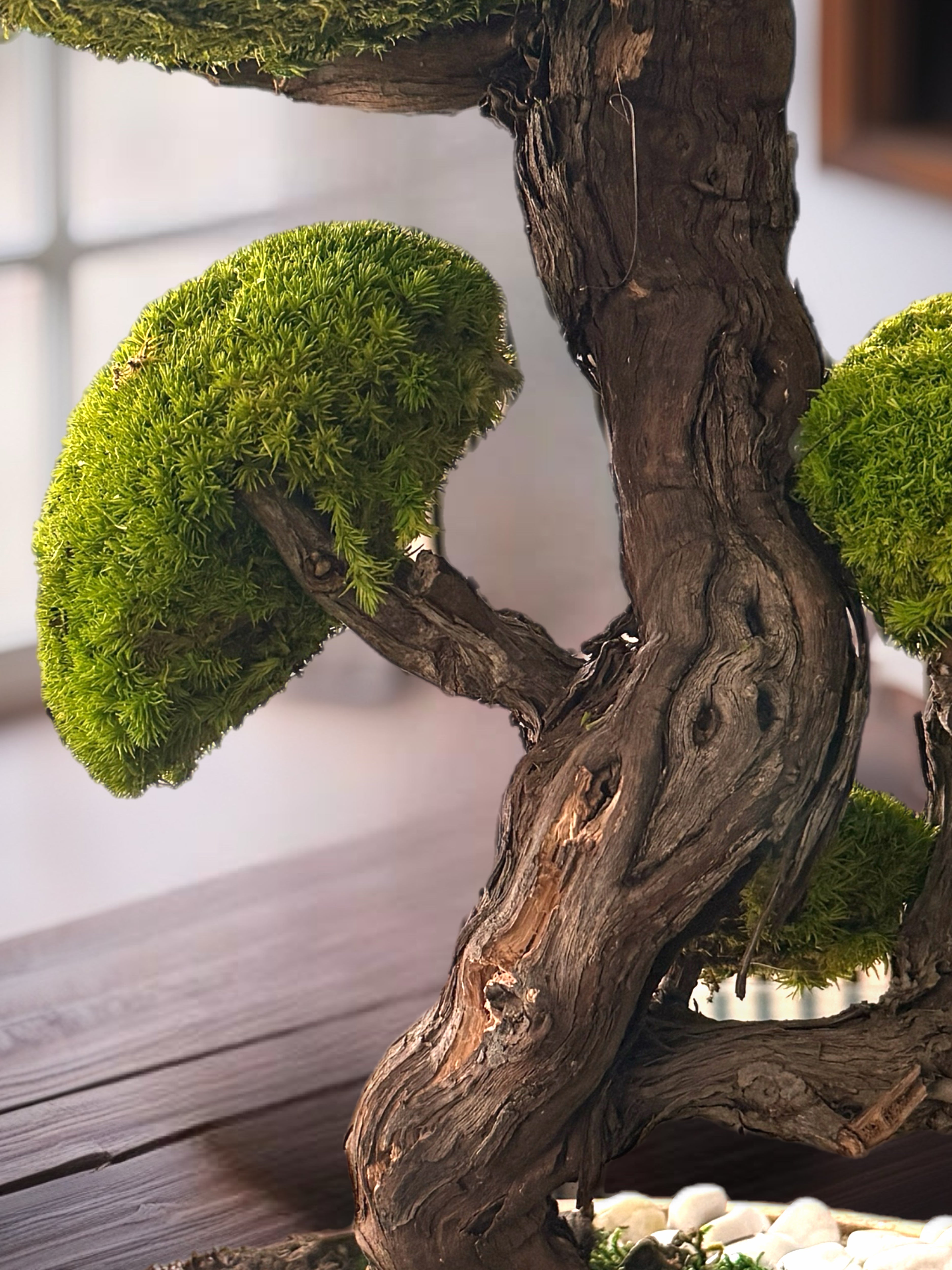 Grand Bonsaï Stabilisé sur Bois de Manguier – 40 cm | Décoration Zen Naturelle Haut de Gamme