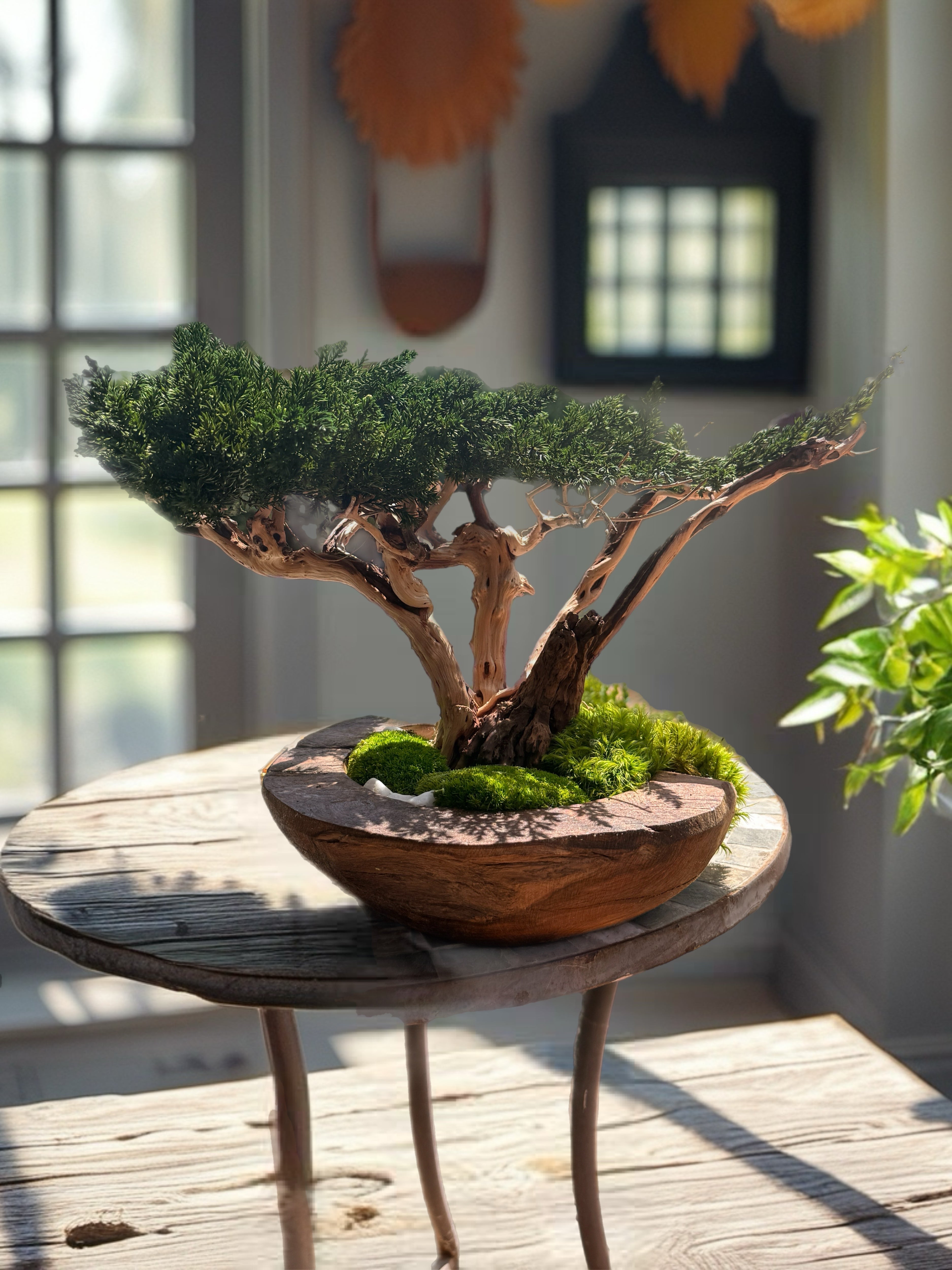 Bonsaï Stabilisé d’Exception sur Coupe en Teck – Pièce Unique- Décoration Zen Naturelle et sans entretien