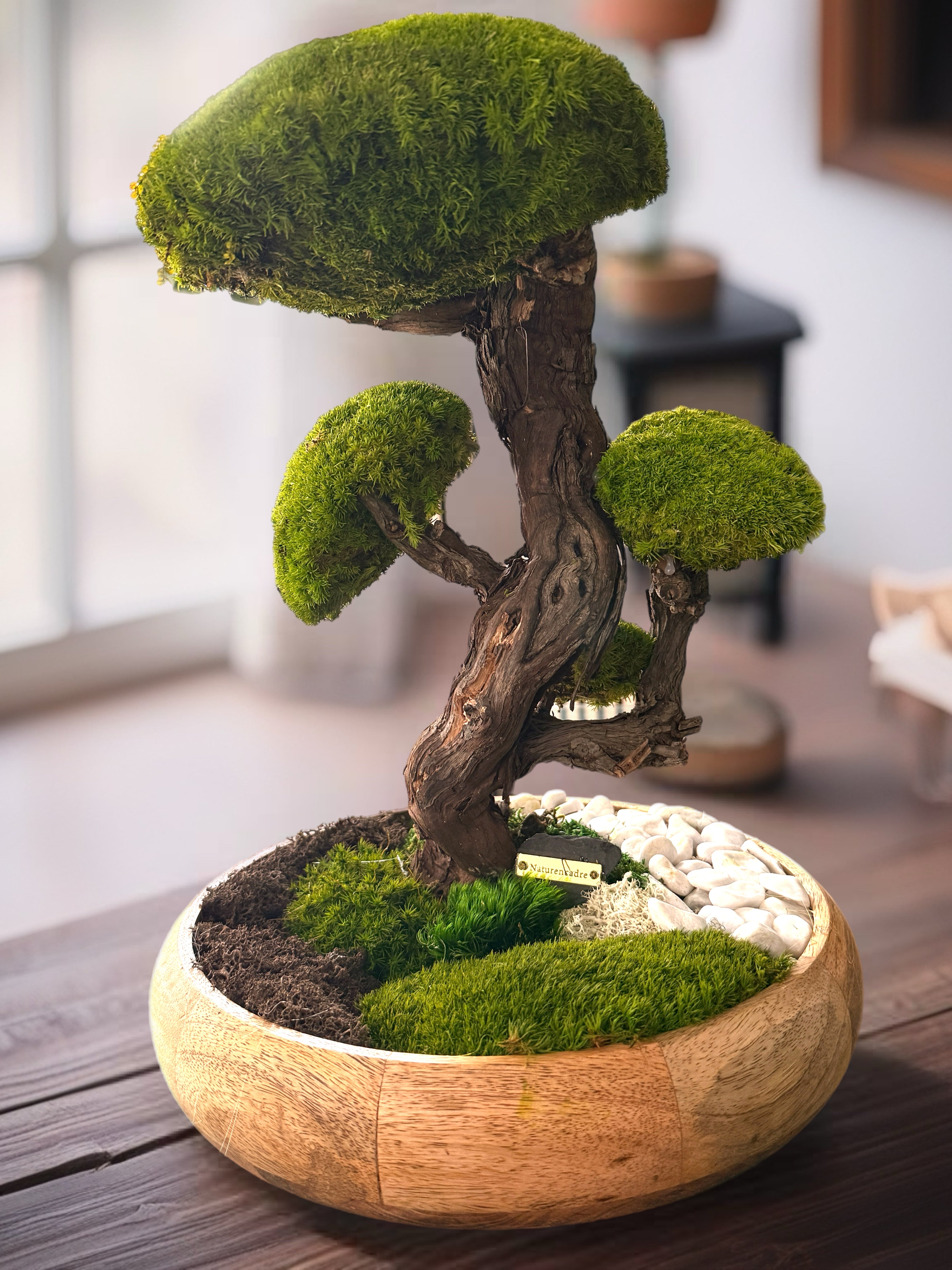 Grand Bonsaï Stabilisé sur Bois de Manguier – 40 cm | Décoration Zen Naturelle Haut de Gamme