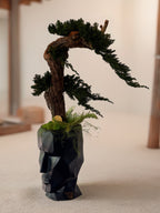 Bonsaï Stabilisé Sans Entretien – Pot Visage Abstrait Noir | Sculpture Végétale Zen Design