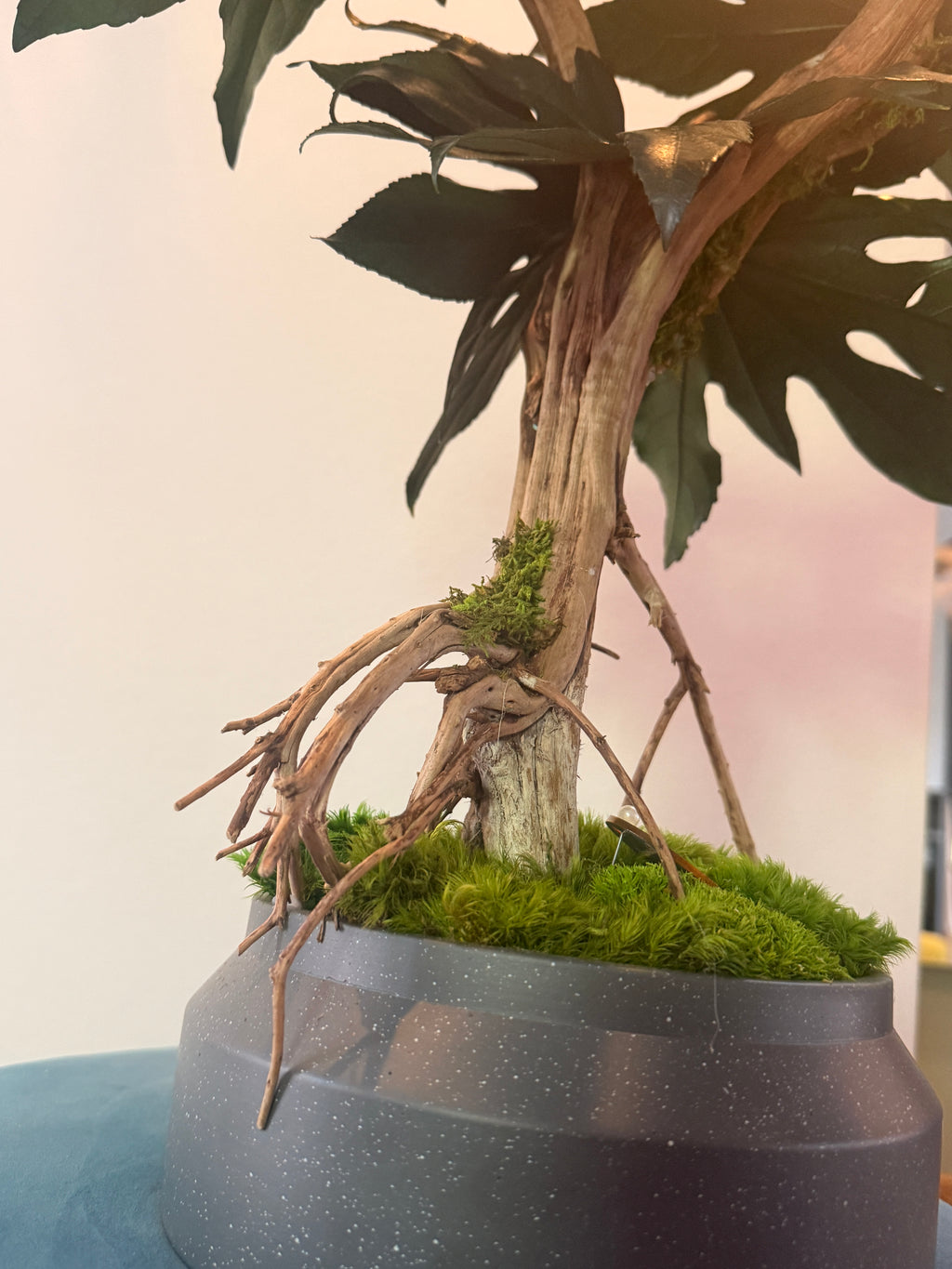Bonsaï Mangrove Stabilisé XL –arbre Tropical en Bois Flotté – Sculpture Végétale Naturelle – Décoration Japandi Haut de Gamme – Pièce Unique