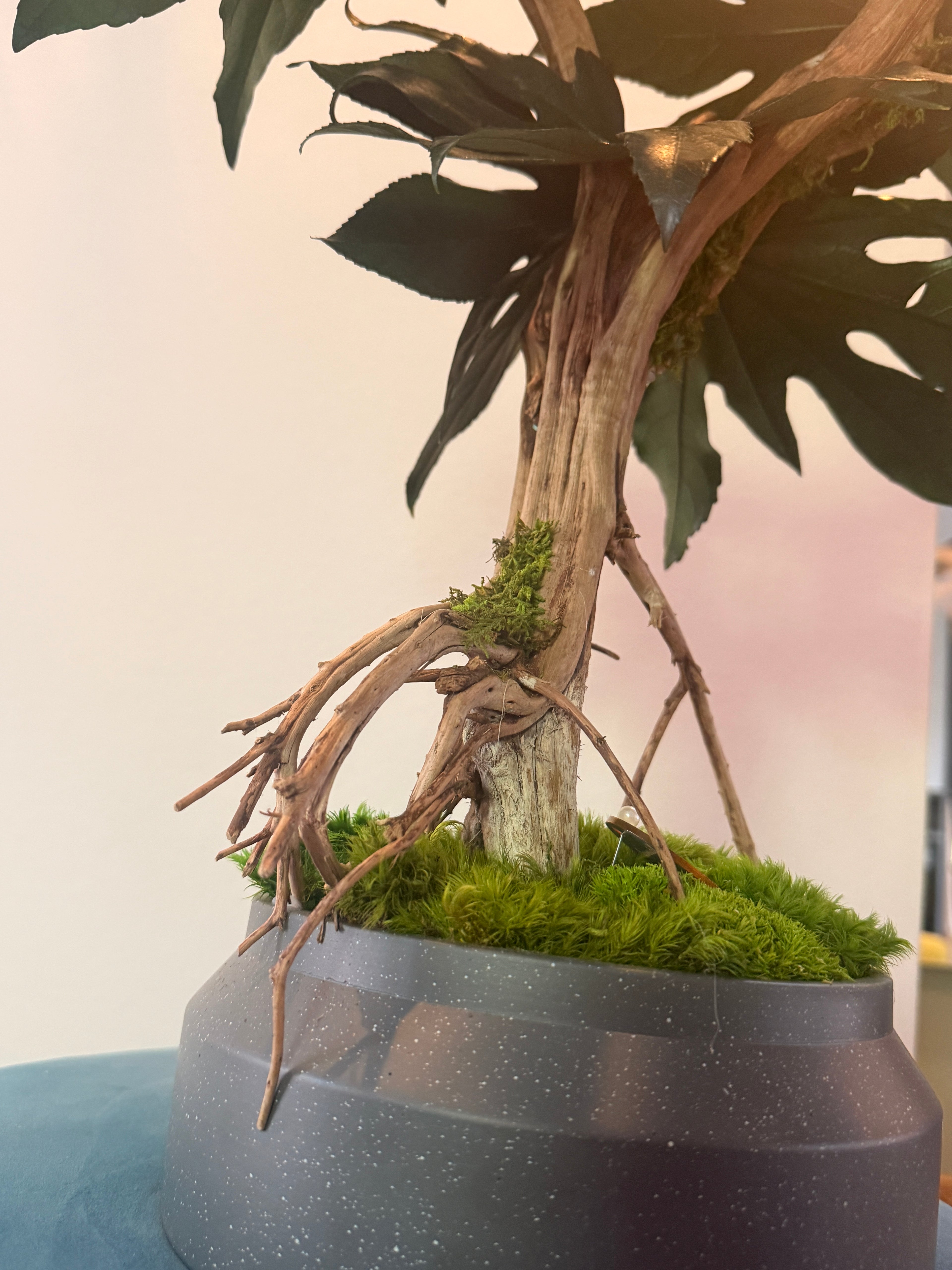 Bonsaï Mangrove Stabilisé XL –arbre Tropical en Bois Flotté – Sculpture Végétale Naturelle – Décoration Japandi Haut de Gamme – Pièce Unique