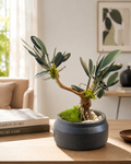 Bonsaï Stabilisé en Olivier Naturel | Décoration Zen Sans Entretien