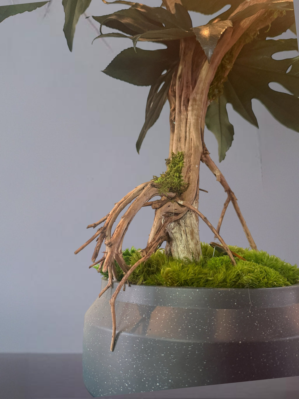 Bonsaï Mangrove Stabilisé XL –arbre Tropical en Bois Flotté – Sculpture Végétale Naturelle – Décoration Japandi Haut de Gamme – Pièce Unique