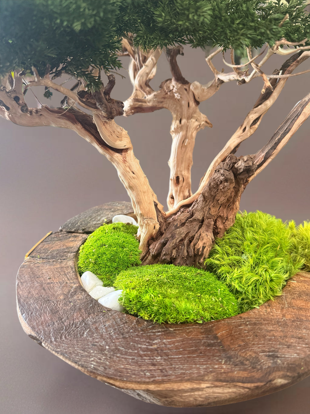 Bonsaï Stabilisé d’Exception sur Coupe en Teck – Pièce Unique- Décoration Zen Naturelle et sans entretien