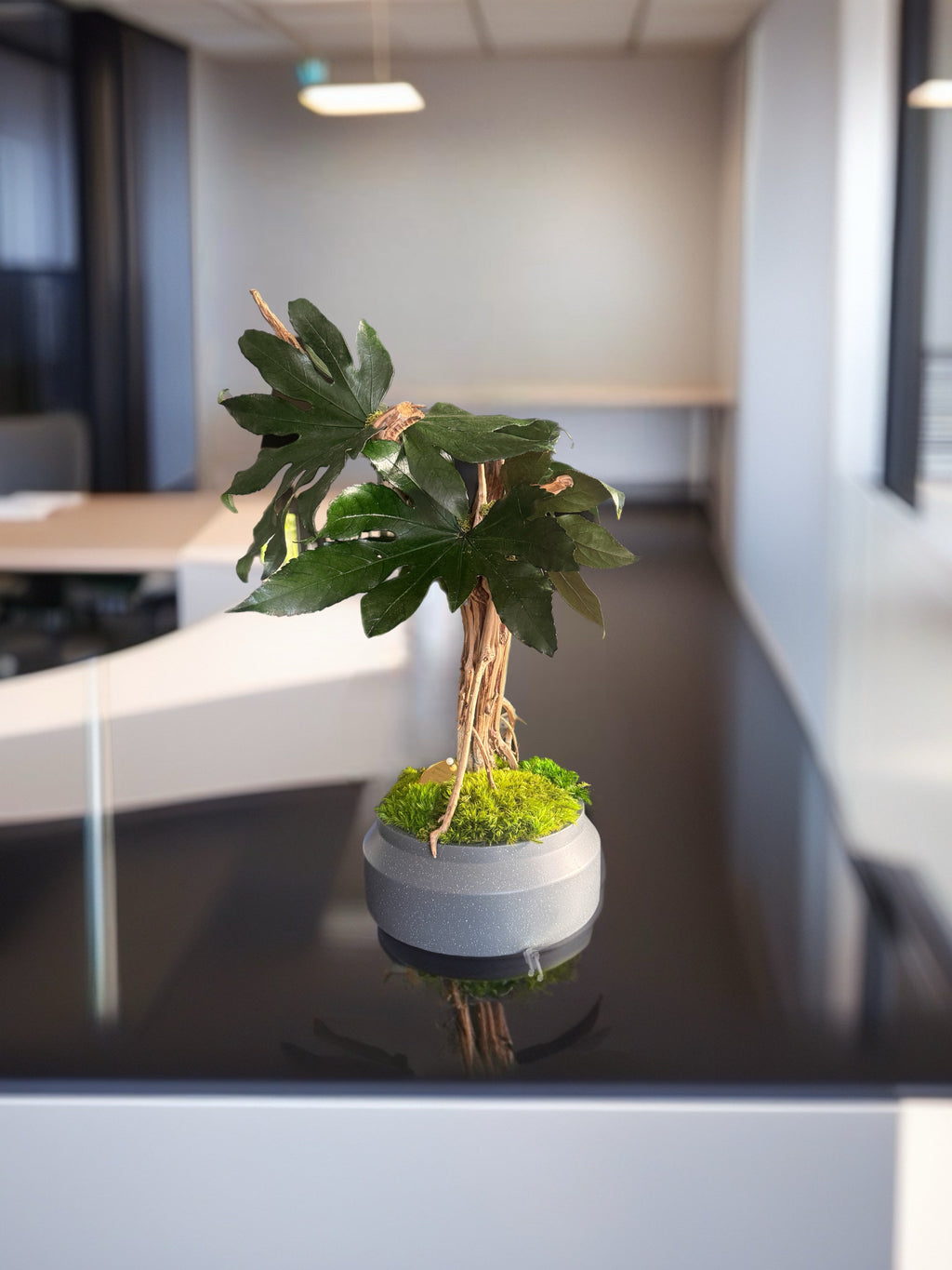 Bonsaï Mangrove Stabilisé XL –arbre Tropical en Bois Flotté – Sculpture Végétale Naturelle – Décoration Japandi Haut de Gamme – Pièce Unique