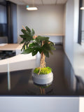 Bonsaï Mangrove Stabilisé XL –arbre Tropical en Bois Flotté – Sculpture Végétale Naturelle – Décoration Japandi Haut de Gamme – Pièce Unique