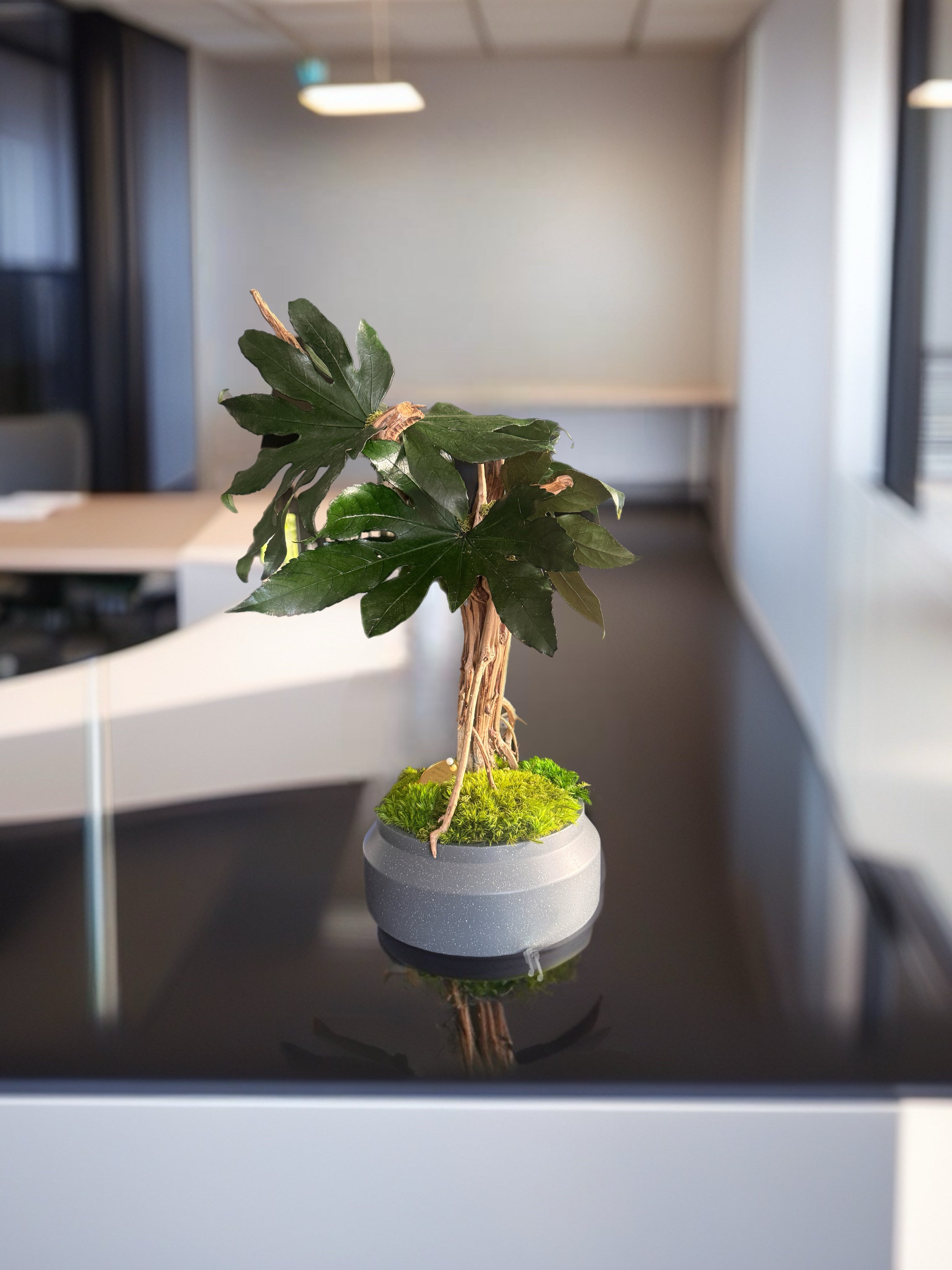 Bonsaï Mangrove Stabilisé XL –arbre Tropical en Bois Flotté – Sculpture Végétale Naturelle – Décoration Japandi Haut de Gamme – Pièce Unique