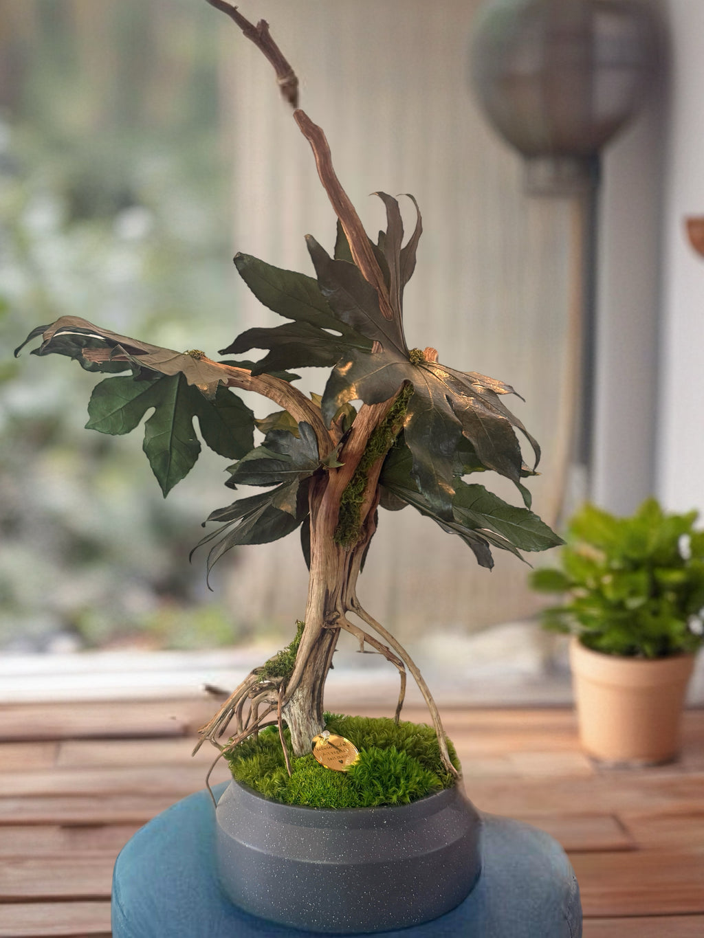 Bonsaï Mangrove Stabilisé XL –arbre Tropical en Bois Flotté – Sculpture Végétale Naturelle – Décoration Japandi Haut de Gamme – Pièce Unique