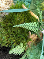 Cadre végétal stabilisé rond avec mousse, eucalyptus et feuillage naturel  Décoration murale artisanale  Tableau végétal fait main