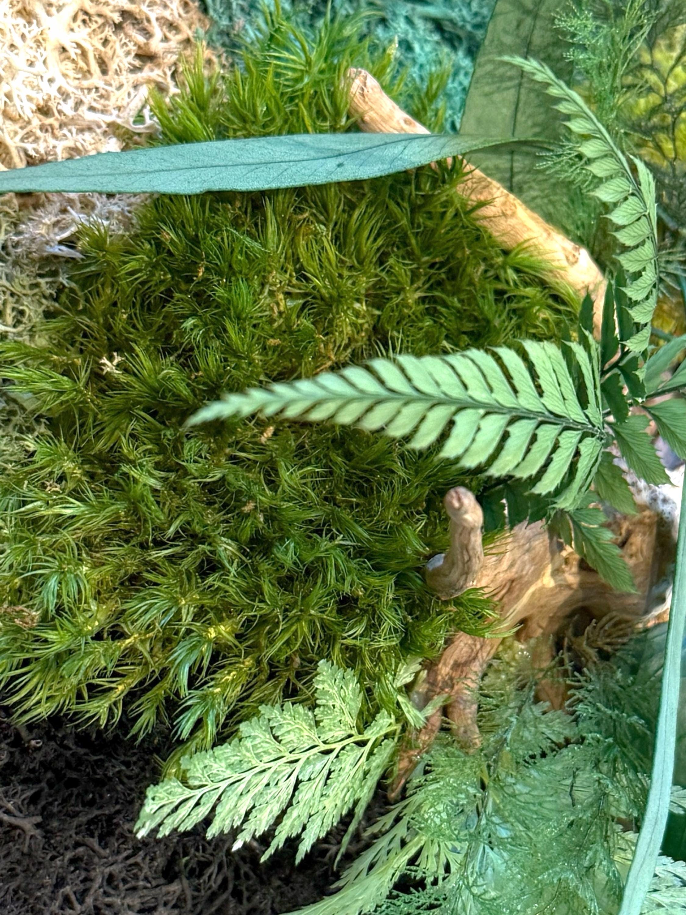 Cadre végétal stabilisé rond avec mousse, eucalyptus et feuillage naturel  Décoration murale artisanale  Tableau végétal fait main