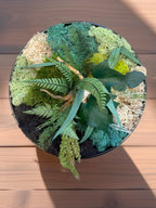 Cadre végétal stabilisé rond avec mousse, eucalyptus et feuillage naturel  Décoration murale artisanale  Tableau végétal fait main