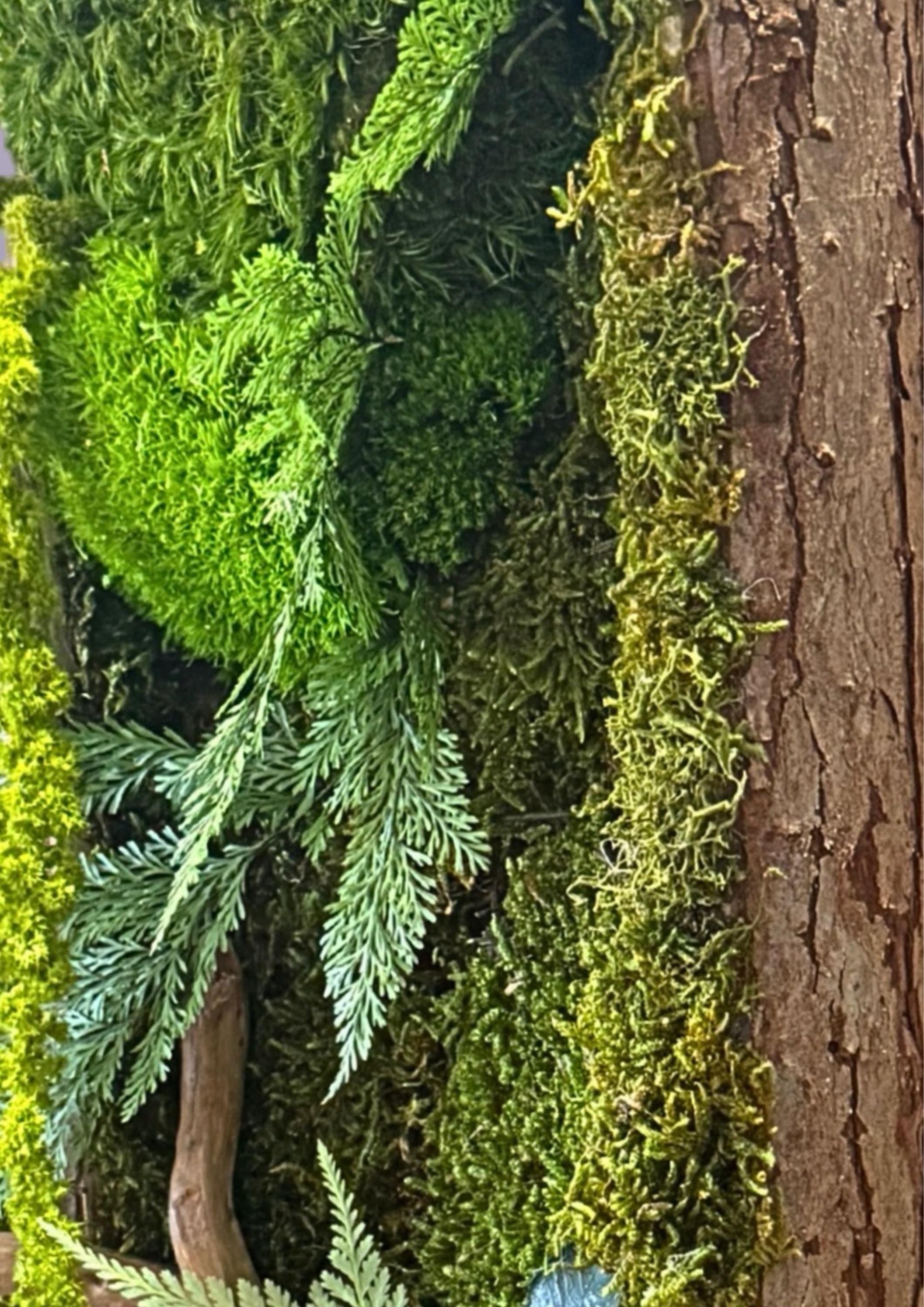 Cadre végétal stabilisé vertical Mousse naturelle et bois flotté  Cadre en écorce  Décoration murale nature
