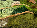Cadre végétal stabilisé Tableau végétal naturel forêt & feuilles de chêne  Décoration murale végétale sans entretien