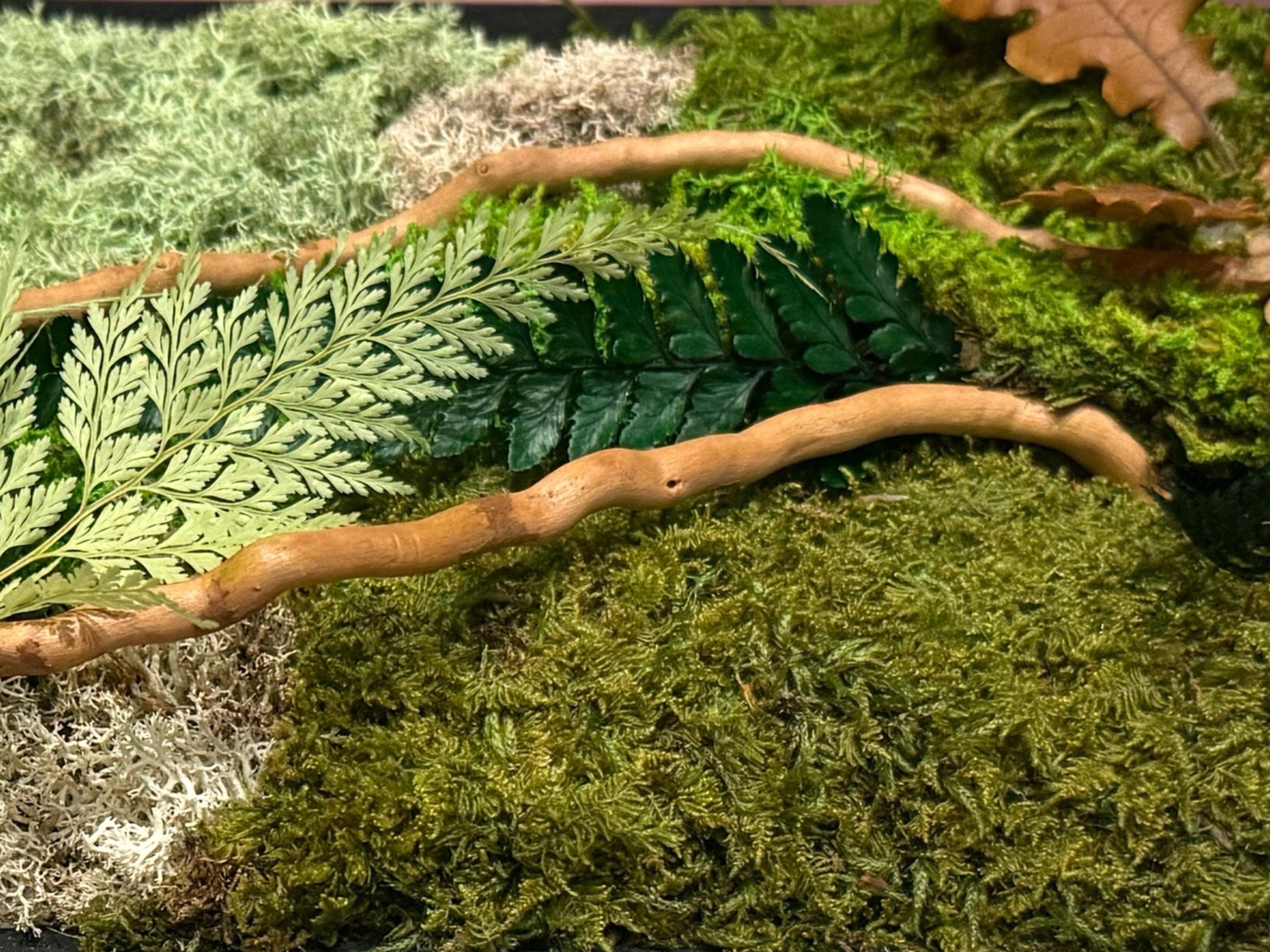 Cadre végétal stabilisé Tableau végétal naturel forêt & feuilles de chêne  Décoration murale végétale sans entretien