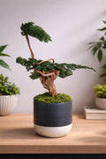 Sculpture végétale stabilisée style bonsaï  Décoration zen haut de gamme  Bois naturel et genévrier  43 cm