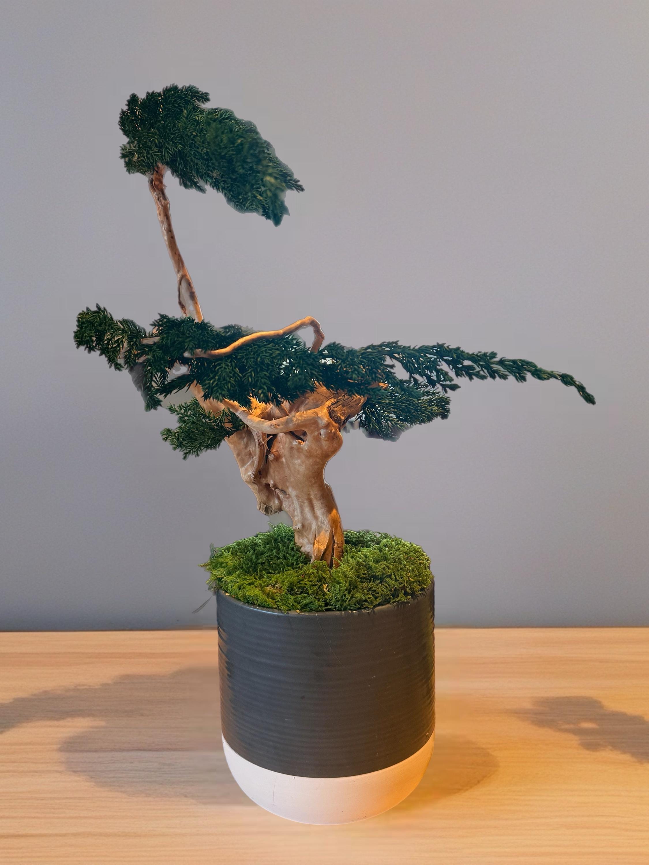 Sculpture végétale stabilisée style bonsaï  Décoration zen haut de gamme  Bois naturel et genévrier  43 cm