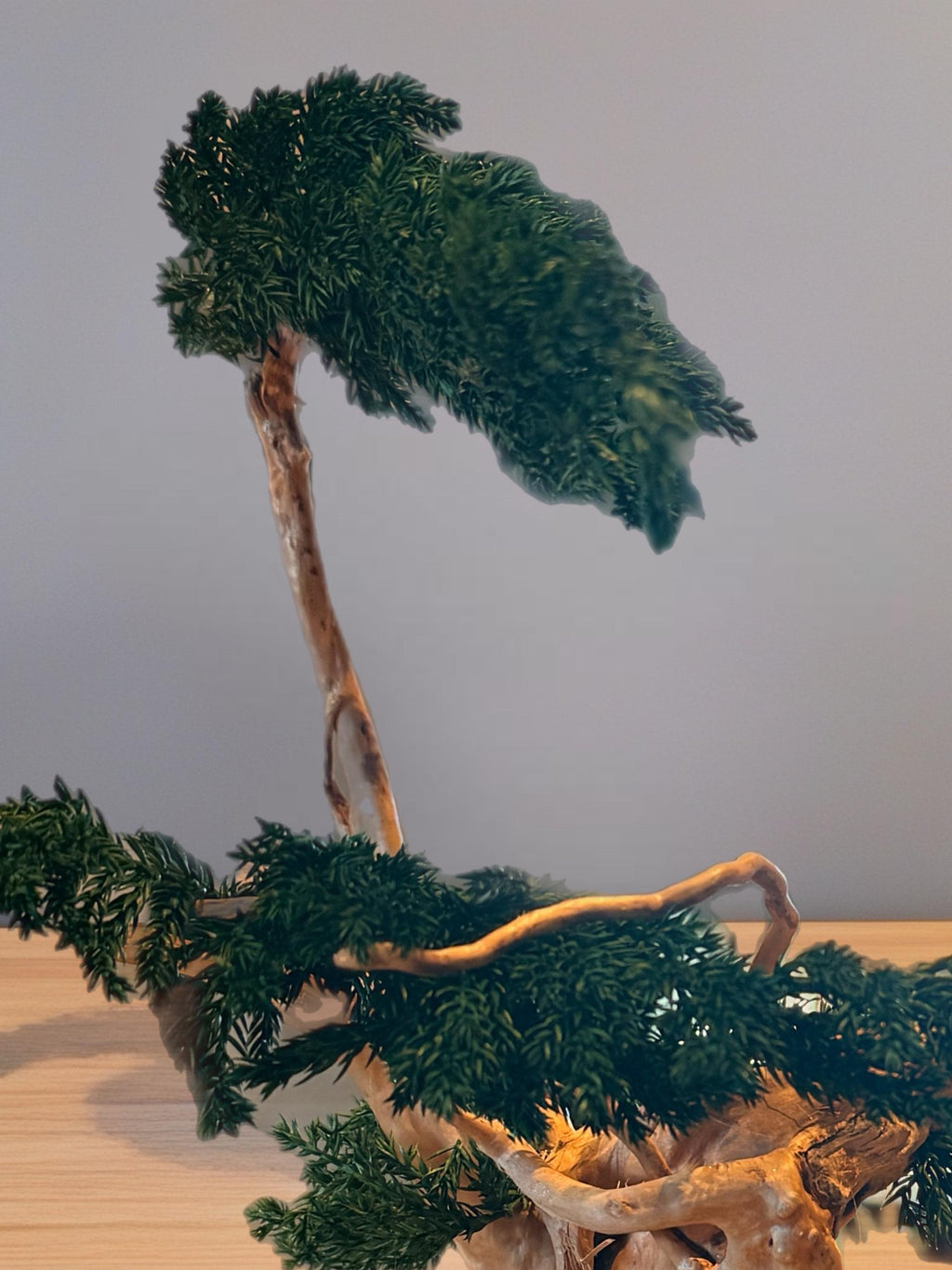 Sculpture végétale stabilisée style bonsaï  Décoration zen haut de gamme  Bois naturel et genévrier  43 cm