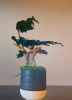 Sculpture végétale stabilisée style bonsaï  Décoration zen haut de gamme  Bois naturel et genévrier  43 cm