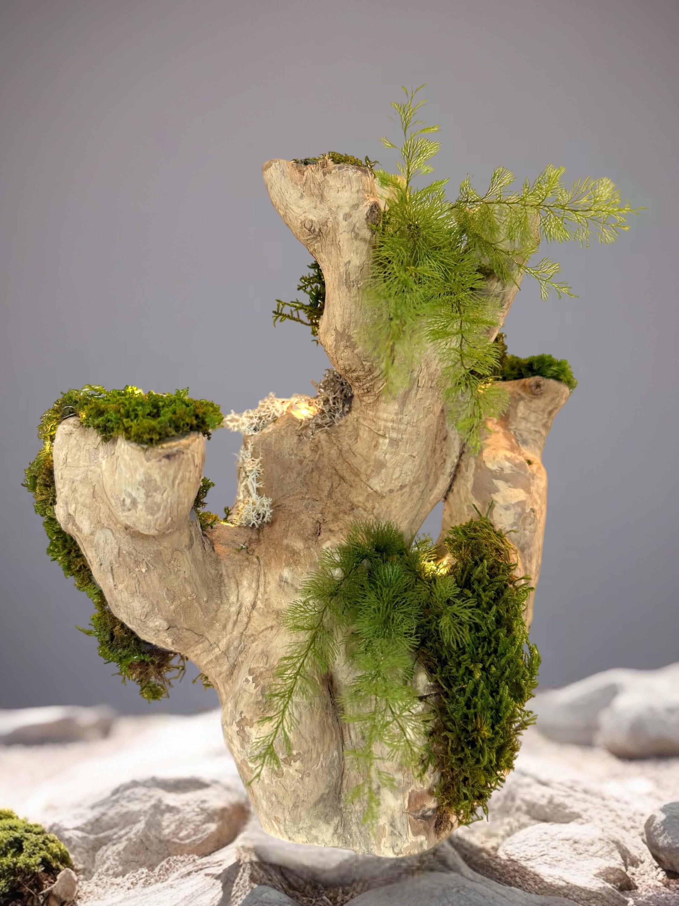 Bois flotté lumineux et mousse stabilisée  Sculpture végétale naturelle  Centre de table zen  Décoration nature sans entretien