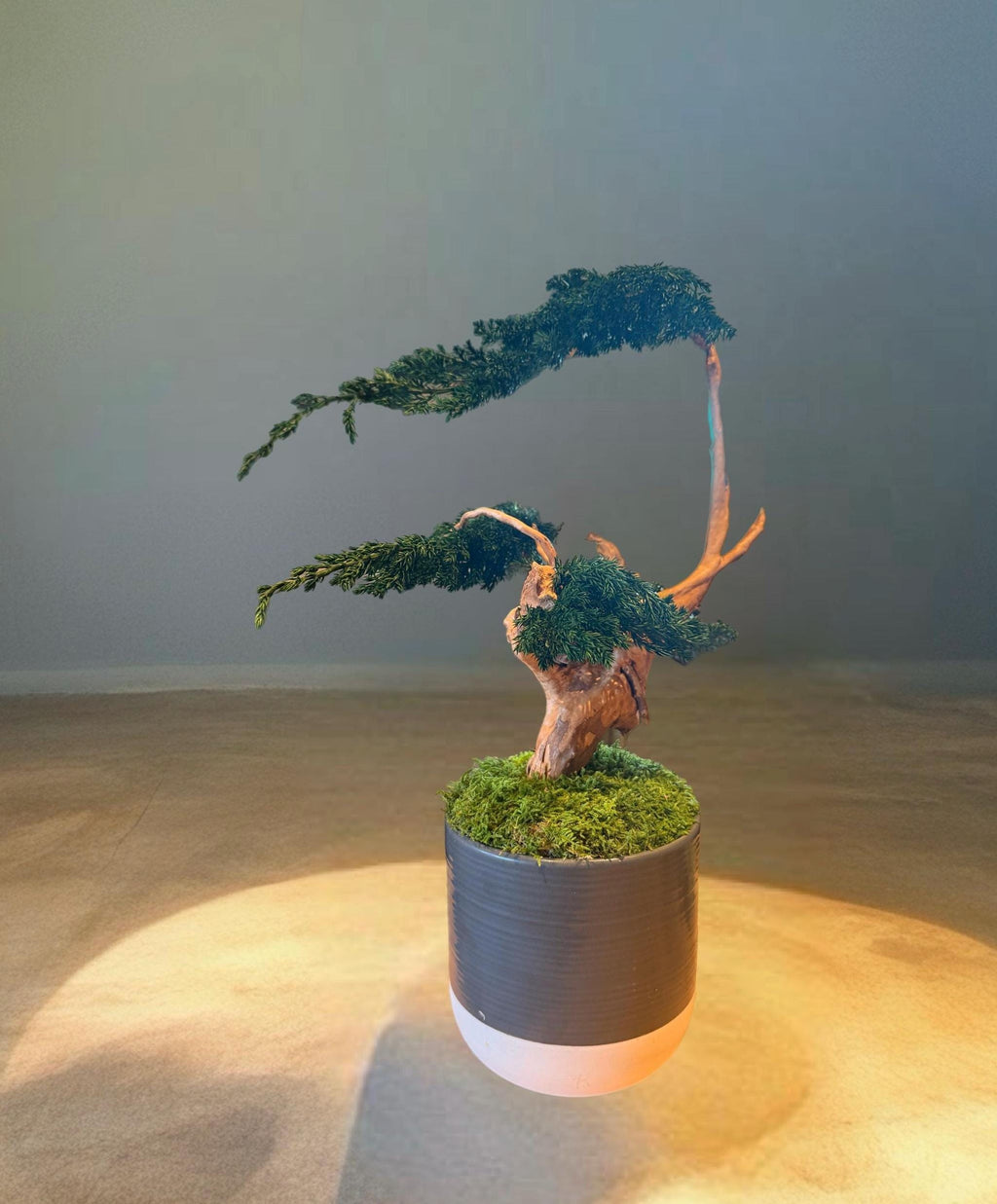 Sculpture végétale stabilisée style bonsaï  Décoration zen haut de gamme  Bois naturel et genévrier  43 cm