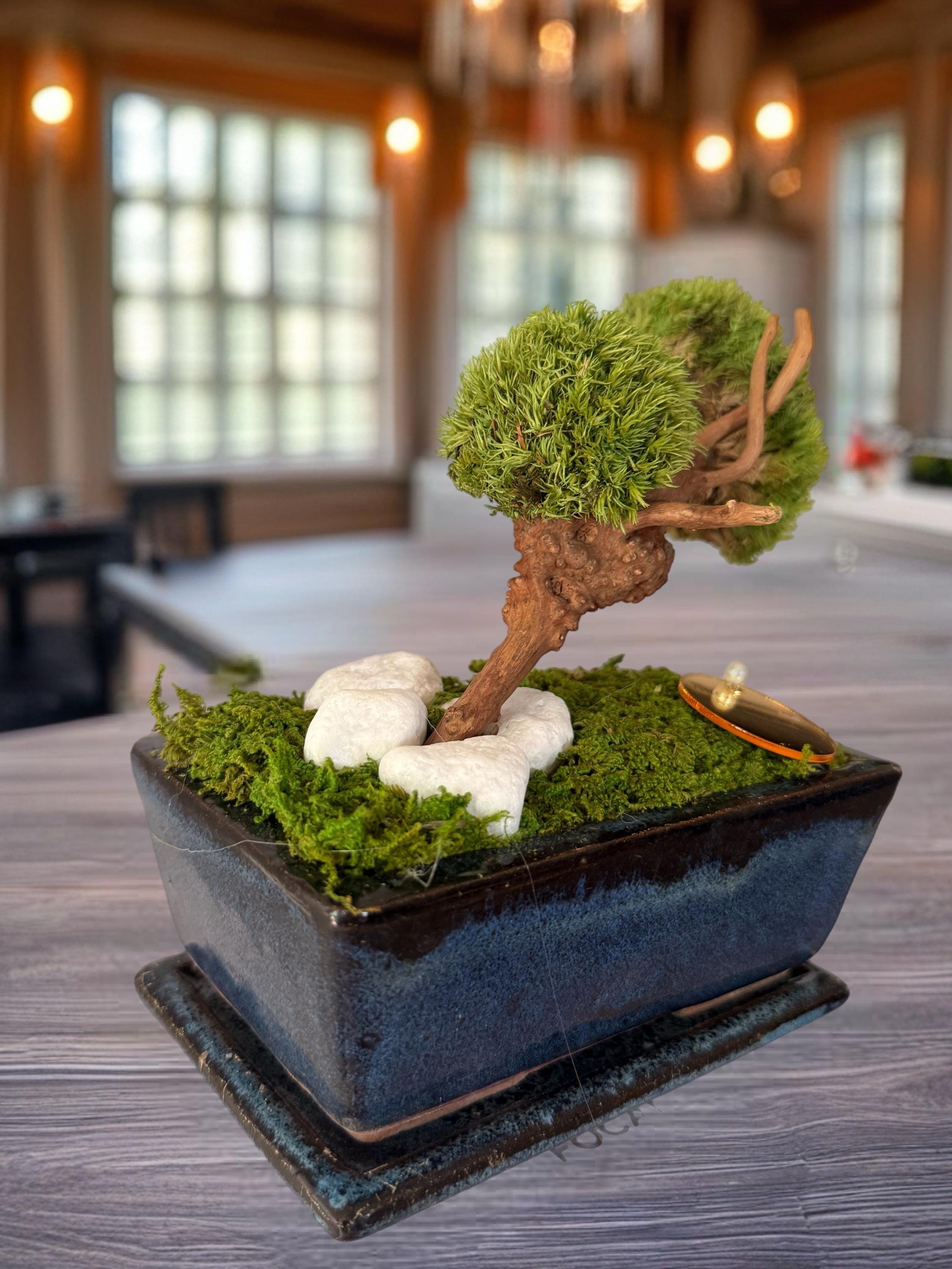 Bonsaï stabilisé miniature japonais  Décoration zen naturelle  Mini arbre végétal éternel  Art végétal fait main  Cadeau déco apaisant