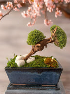Bonsaï stabilisé miniature japonais  Décoration zen naturelle  Mini arbre végétal éternel  Art végétal fait main  Cadeau déco apaisant