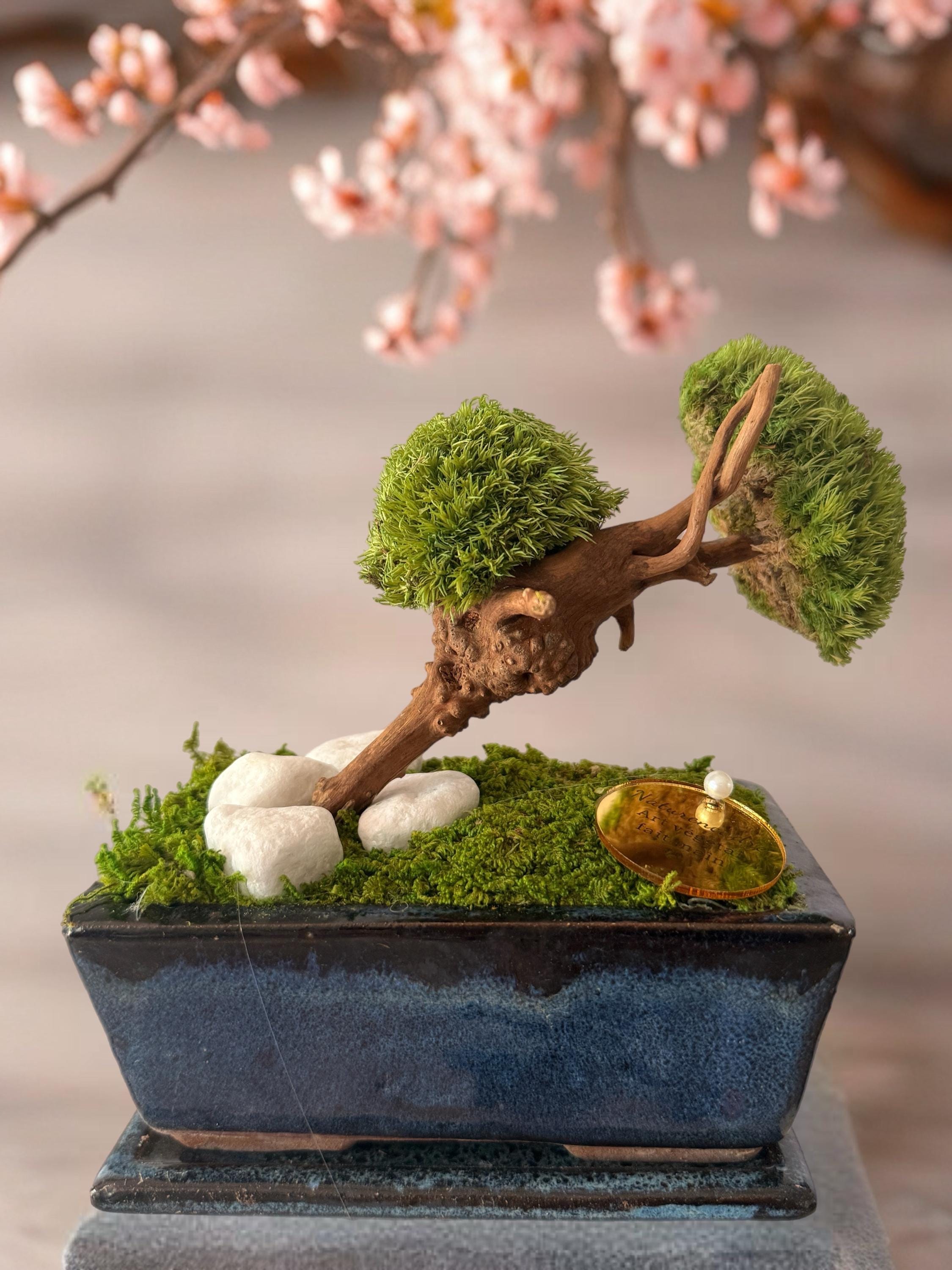 Bonsaï stabilisé miniature japonais  Décoration zen naturelle  Mini arbre végétal éternel  Art végétal fait main  Cadeau déco apaisant