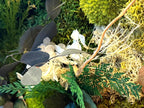 Cadre végétal mousse stabilisée, hortensia et eucalyptus  Décoration murale naturelle et élégante