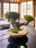 Bonsaï Stabilisé Double Canopée  Sculpture Végétale Zen en Bois Naturel et Mousse Stabilisée