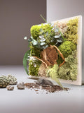 Cadre Végétal Stabilisé « Éveil de la Forêt » – Eucalyptus, Gypsophile & Mousse | 22×22 cm