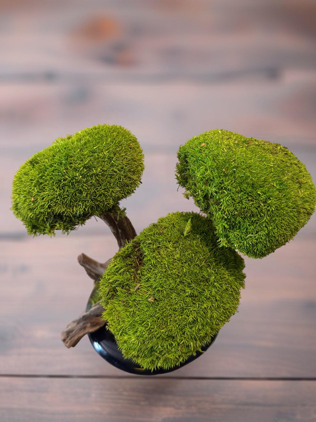 Bonsaï Stabilisé dException sur Coupe en céramique   Pièce Unique- Décoration Zen Naturelle et sans entretien