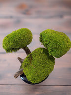 Bonsaï Stabilisé dException sur Coupe en céramique   Pièce Unique- Décoration Zen Naturelle et sans entretien