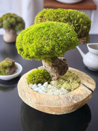 Bonsaï Stabilisé Double Canopée  Sculpture Végétale Zen en Bois Naturel et Mousse Stabilisée