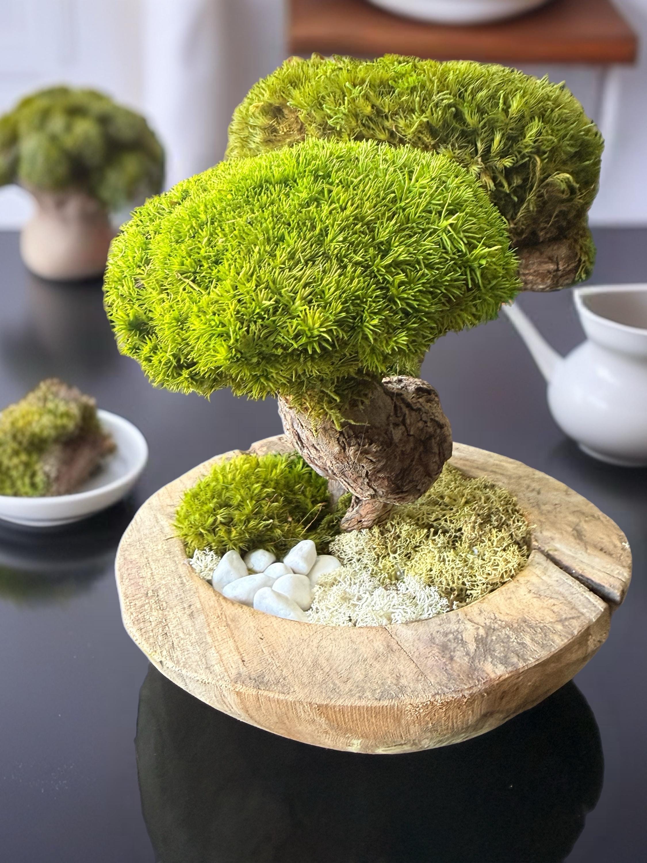 Bonsaï Stabilisé Double Canopée  Sculpture Végétale Zen en Bois Naturel et Mousse Stabilisée