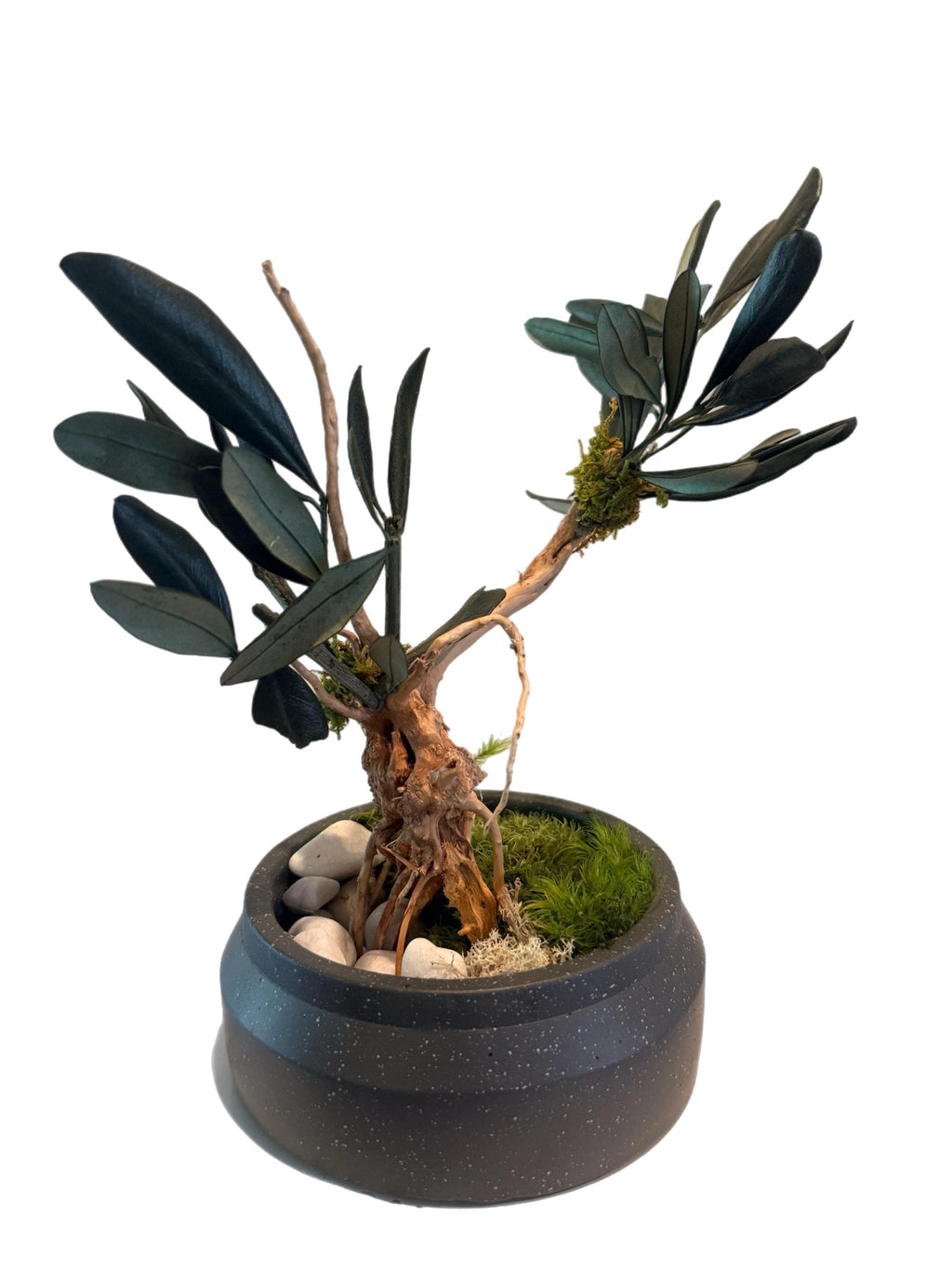 Bonsaï Stabilisé en Olivier Naturel | Décoration Zen Sans Entretien | Arbre Miniature en Pot Gris | Cadeau Nature Original