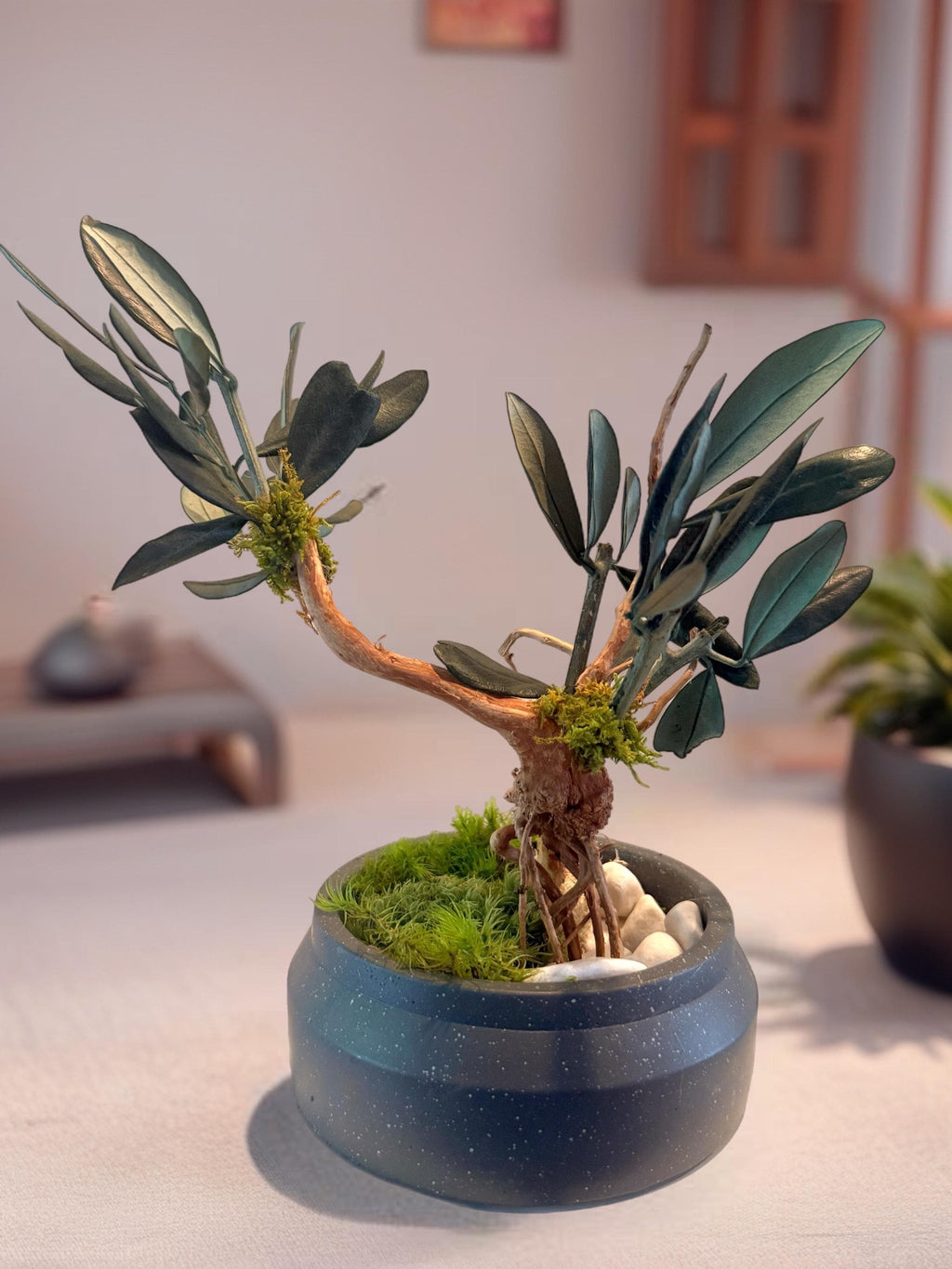 Bonsaï Stabilisé en Olivier Naturel | Décoration Zen Sans Entretien | Arbre Miniature en Pot Gris | Cadeau Nature Original