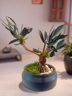 Bonsaï Stabilisé en Olivier Naturel | Décoration Zen Sans Entretien | Arbre Miniature en Pot Gris | Cadeau Nature Original